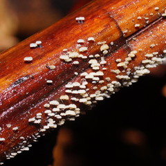 Mycena lazulina