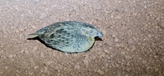 Turnix pyrrhothorax