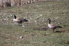 Branta canadensis moffitti