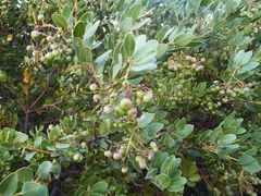 Arctostaphylos insularis