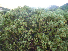 Arctostaphylos insularis
