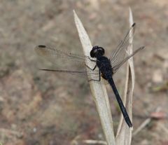 Diplacodes lefebvrii