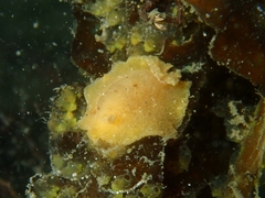 Sclerodoris tarka