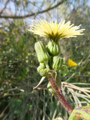 Sonchus oleraceus