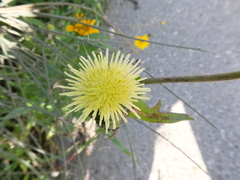 Sonchus oleraceus