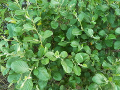 Cercocarpus betuloides blancheae
