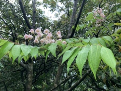 Bretschneidera sinensis