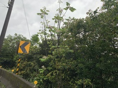 Bretschneidera sinensis