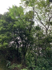 Bretschneidera sinensis