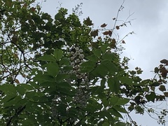 Bretschneidera sinensis