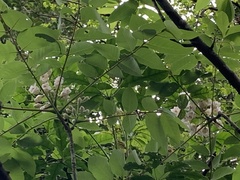 Bretschneidera sinensis