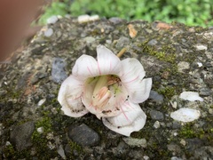 Bretschneidera sinensis