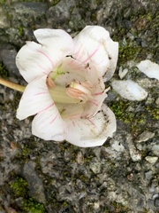 Bretschneidera sinensis