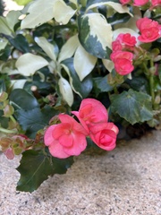 Begonia × hiemalis