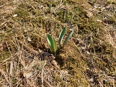 Tulipa gesneriana