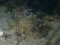 Polybranchia pallens