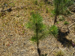 Pinus muricata
