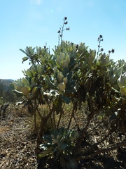 Hazardia detonsa