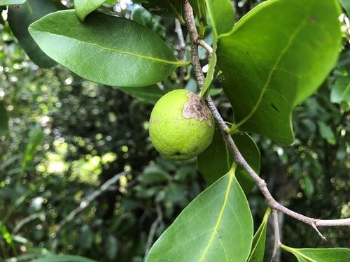 Siphonodon australis Benth.