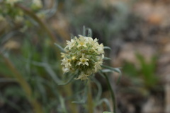 Ipomopsis spicata spicata
