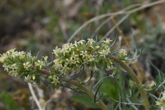 Ipomopsis spicata spicata