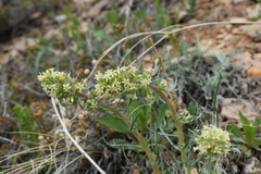 Ipomopsis spicata spicata