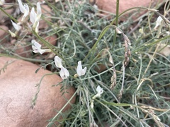 Astragalus remotus