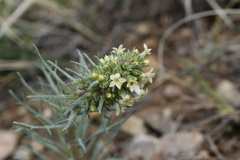 Ipomopsis spicata spicata