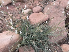Astragalus remotus