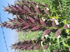 Acanthus syriacus