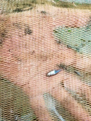 Trigonostigma truncata