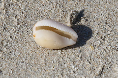 Notocypraea comptonii