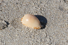 Notocypraea comptonii