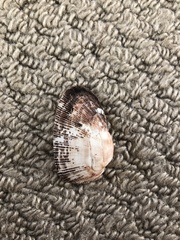 Barbatia novaezealandiae