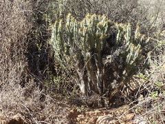 Euphorbia heptagona
