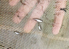 Rasbora paucisqualis