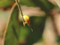 Paropsisterna pictipes