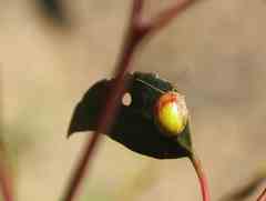 Paropsisterna pictipes