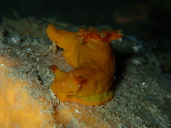 Tambja dracomus