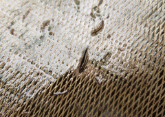 Luciocephalus pulcher