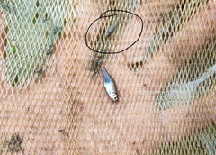 Luciocephalus pulcher