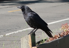Corvus brachyrhynchos