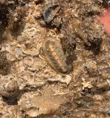 Chitonoidea