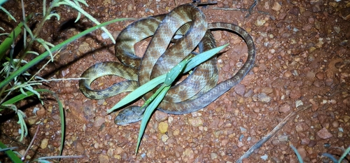 Brown Tree Snake sighting
