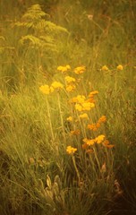 Helichrysum acutatum
