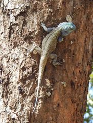 Acanthocercus branchi