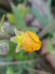 Ranunculus austro-oreganus