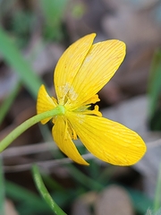 Ranunculus austro-oreganus