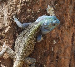 Acanthocercus branchi