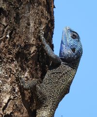 Acanthocercus branchi